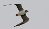 Grhuvad ms <br> Grey-headed gull <br> Chroicocephalus cirrocephalus