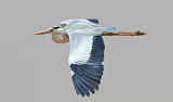 Grhger <br> Grey Heron<br> Ardea cinerea monicae