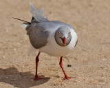 Grhuvad ms <br> Grey-headed gull <br> Chroicocephalus cirrocephalus