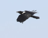 Svartvit krka <br> Pied Crow <br> Corvus albus