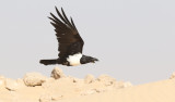Svartvit krka <br> Pied Crow <br> Corvus albus