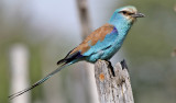 Savannblkrka <br> Abyssinian Roller <br> Coracias abyssinicus