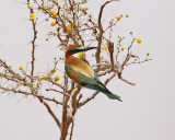 Bitare <br> European Bee-eater <br> Merops apiaster