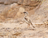 kensparv <br> Desert Sparrow <br> Passer simplex