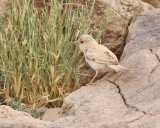 kensparv <br> Desert Sparrow <br> Passer simplex