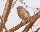 Rostsngare <br> Western Subalpine Warbler <br> Sylvia inornata inornata