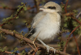 kenvarfgel <br> Southern Grey Shrike <br> Lanius meridionalis (elegans)