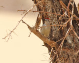 Gulbukig askspett <br> African Grey Woodpecker <br> Dendropicos goertae