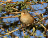 Rostsngare <br> Western Subalpine Warbler <br> Sylvia inornata inornata