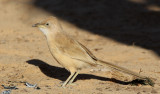 Saharaskriktrast<br> Fulvous Babbler<br> Turdoides fulvus