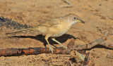 Saharaskriktrast<br> Fulvous Babbler<br> Turdoides fulvus