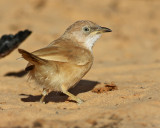 Saharaskriktrast<br> Fulvous Babbler<br> Turdoides fulvus