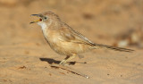 Saharaskriktrast<br> Fulvous Babbler<br> Turdoides fulvus