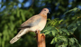 Palmduva <br> Laughing Dove<br> Streptopelia senegalensis