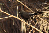 Svart trdnktergal <br> Black Bush Robin <br> Cercotrichas podobe