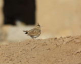 Tofslrka <br> Crested Lark <br> Galerida cristata