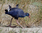 Purpurhöna Western Swamphen Porphyrio porphyrio