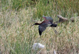 Bronsibis Glossy Ibis Plegadis falcinellus