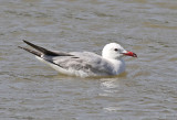 Rödnäbbad trut Audouin's Gull Larus audouinii