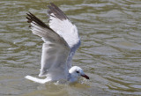 Rödnäbbad trut Audouin's Gull Larus audouinii