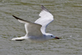 Rödnäbbad trut Audouin's Gull Larus audouinii