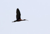 Bronsibis <br>Glossy Ibis <br> Plegadis falcinellus