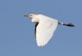 Kohger <br> Cattle Egret <br> Bubulcus ibis