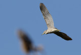 Natthäger Night Heron Nycticorax nycticorax