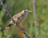 Grässångare Zitting Cisticola Cisticola juncidis