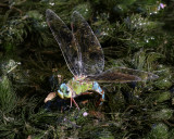 Kejsartrollslnda <br> Emperor dragonfly <br> Anax imperator