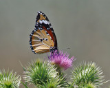 Mindre monark African Monarch Danaus chrysippus