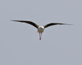 Styltlöpare Black-winged Stilt Himantopus himantopus