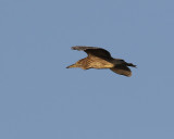 Natthäger Night Heron Nycticorax nycticorax