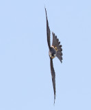 Eleonorafalk Eleonora Falcon Falco eleonorae