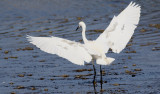 Silkeshger <br> Little Egret <br> Egretta garzetta