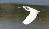 Silkeshger <br> Little Egret <br> Egretta garzetta