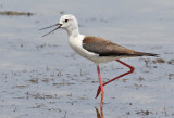 Styltlöpare Black-winged Stilt Himantopus himantopus