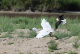 Silkeshäger Little Egret Egretta garzetta