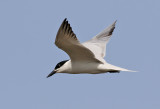Sandtärna Gull-Billed Tern Sterna nilotica