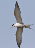 Fisktärna Common Tern Sterna hirundo