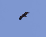 Grgam <br> Black Vulture <br> Aegypius monachus