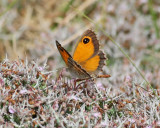 Southern Gatekeeper Pyronia cecilia
