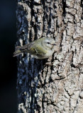 Brandkronad kungsfågel Firecrest Regulus ignicapillus balearica