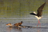 Styltlpare <br> Black-winged Stilt <br> Himantopus himantopus