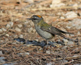 Brandkronad kungsfågel Firecrest Regulus ignicapillus balearica