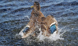 Grsand <br> Mallard<br> Anas platyrhynchos