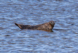 Knubbsl <br> Harbour Seal <br> Phoca vitulina