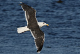 Havstrut<br>Larus marinus<br> Great Black-backed Gull