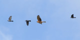 Stpphk <br> Pallid Harrier <br> Circus macrourus