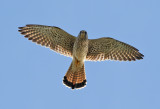 Tornfalk <br> Common Kestrel <br> Falco tinnunculus